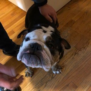 Meet your Posher, Maya